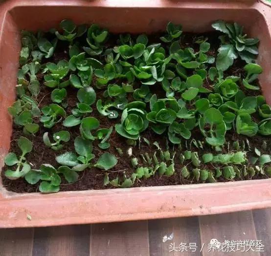 蟹爪兰长得好好的就断了怎么回事,蟹爪兰花蔫了怎么补救