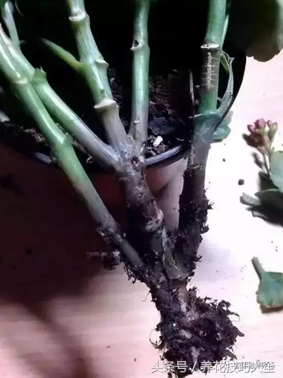 蟹爪兰长得好好的就断了怎么回事,蟹爪兰花蔫了怎么补救