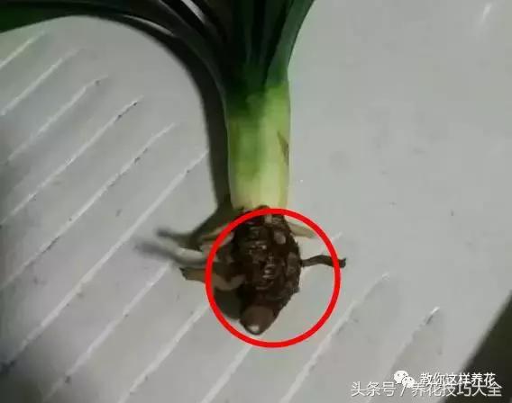 蟹爪兰长得好好的就断了怎么回事,蟹爪兰花蔫了怎么补救