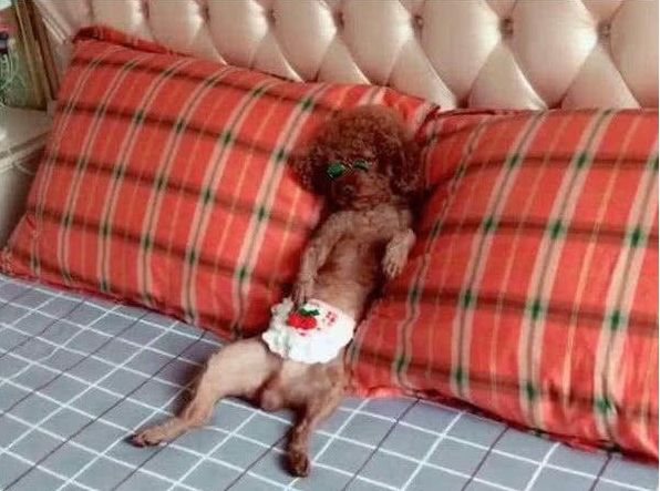 即将成精的小泰迪,小泰迪为什么成精