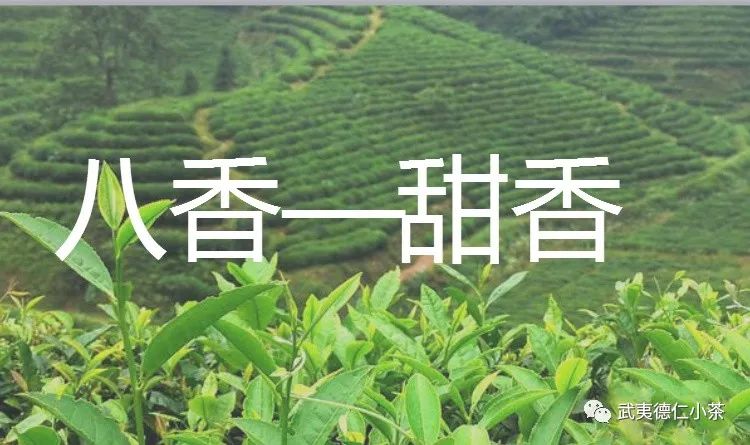 好的红茶有什么香气,红茶各种香型代表茶叶