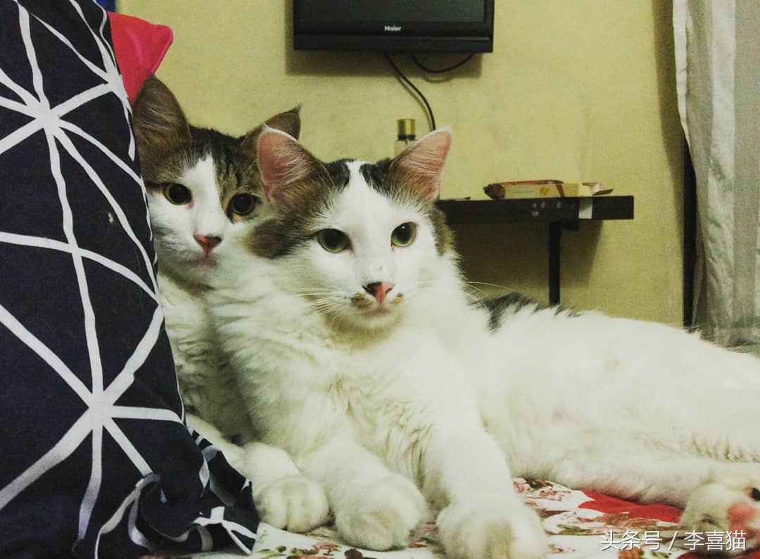 猫咪小小的脑袋大大的身子,猫咪有什么古怪的性格