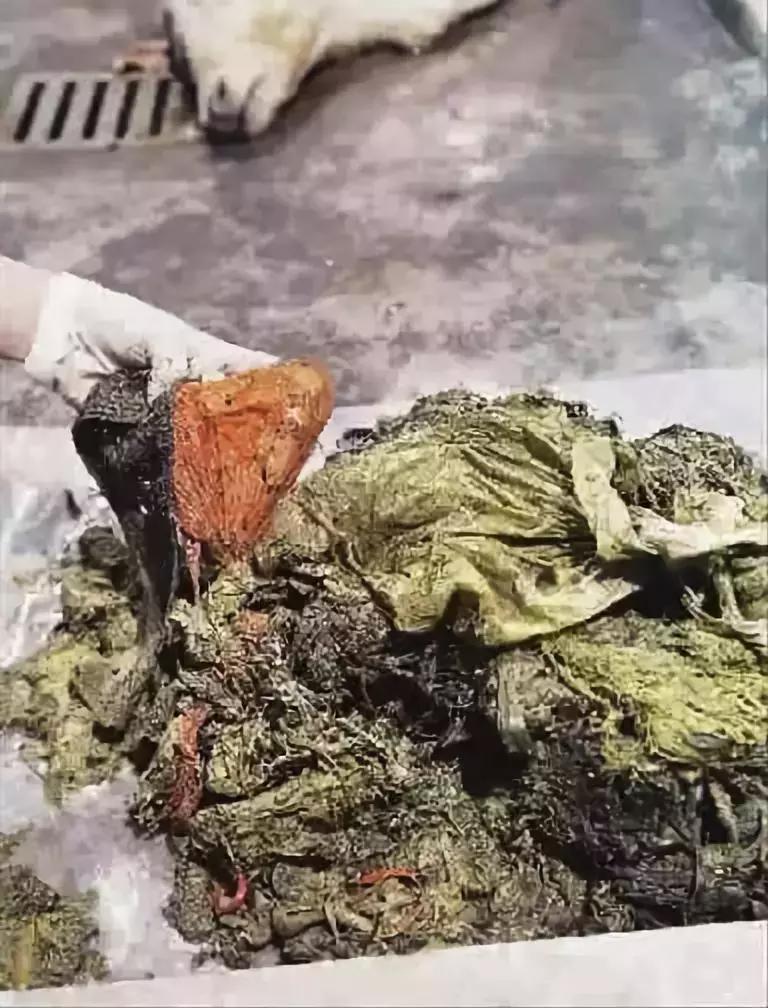 卑劣的街头喂河马,塑料袋放进河马嘴里