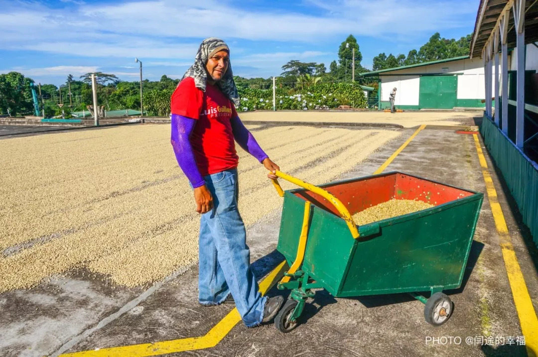 了解咖啡从什么开始,哥斯达黎加咖啡豆属于哪个洲