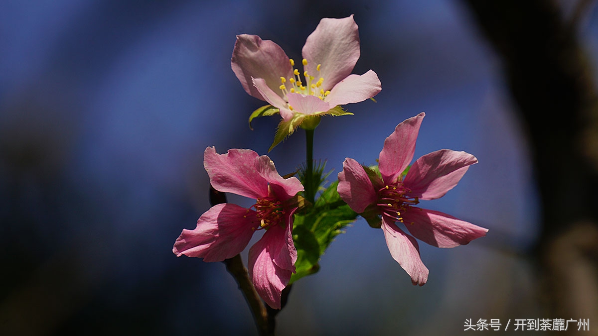白云山樱花开了吗,白云山樱花盛开