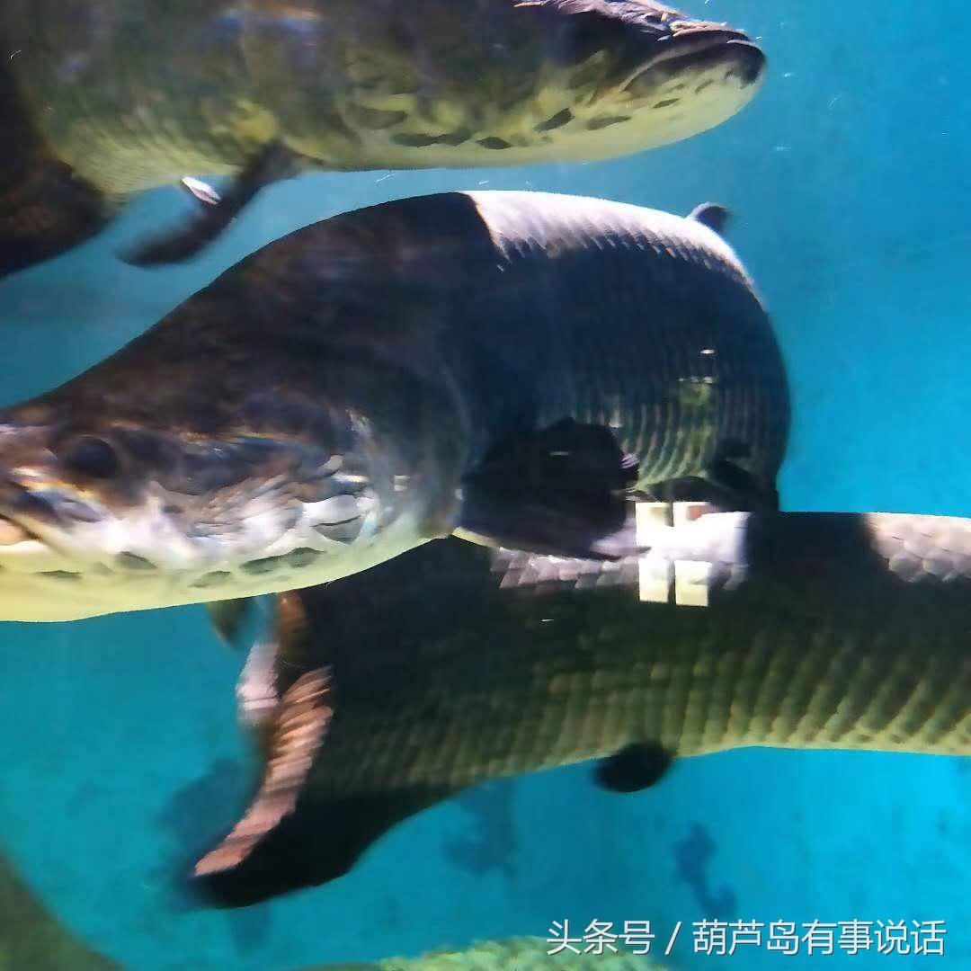 秦皇岛新澳海底世界下午两点去,秦皇岛海洋海底世界