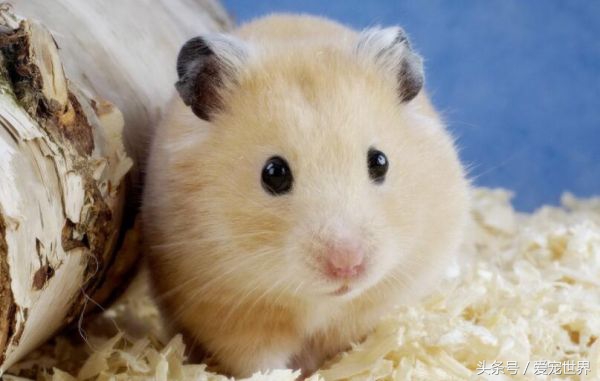 围观一只小吃货,捕捉一位小吃货