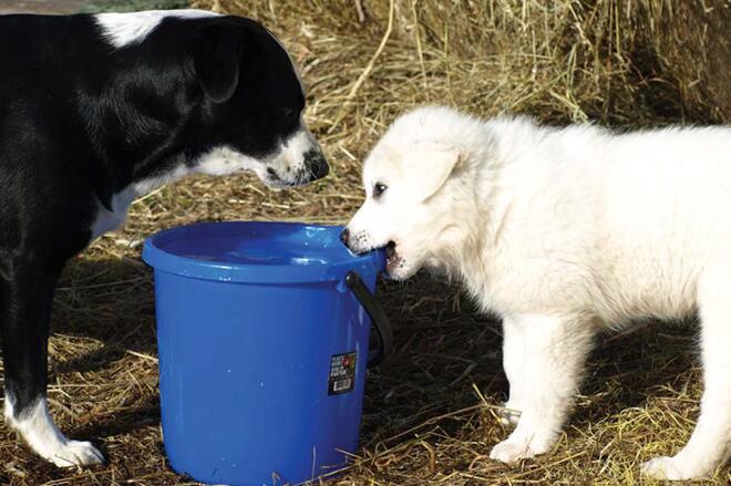 你的大软棉花糖上线了！巨型比利牛斯犬了解一下