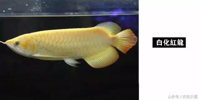 龙鱼的几个品种介绍图,各个品种的龙鱼图片