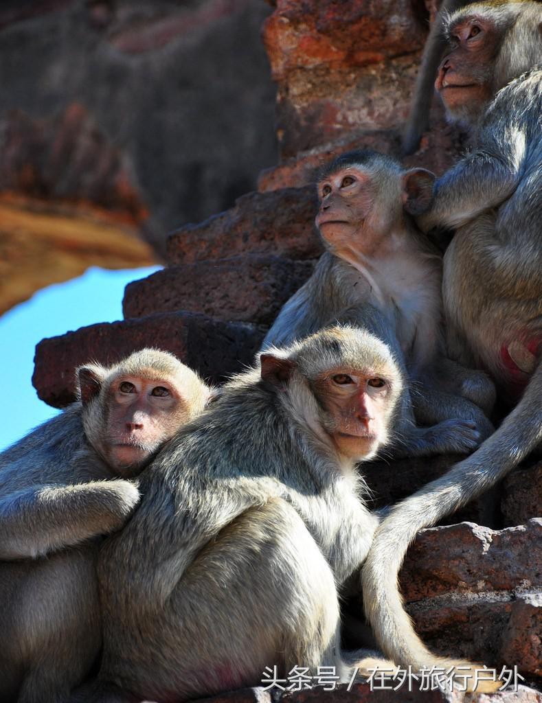 不去普罗旺斯和柬埔寨,千元飞到泰国看最美向日葵田和高棉遗址