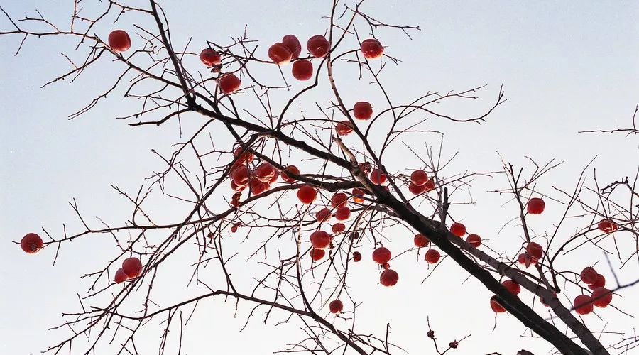桂花香，残荷，银杏，宁波的秋天