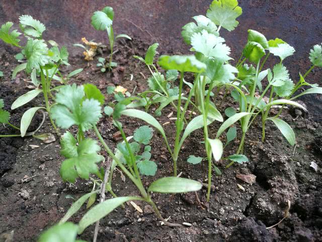 蔬菜又细又弱,简单一个小动作就解决,蔬菜长得壮