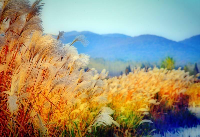 白朴的关于秋天的诗,白朴的关于秋天的诗句