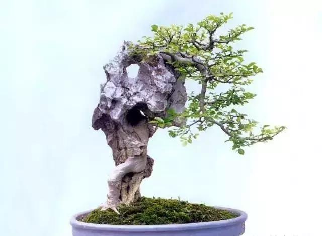 百看不厌的盆景欣赏,盆景欣赏难得一见的绝美盆景艺术