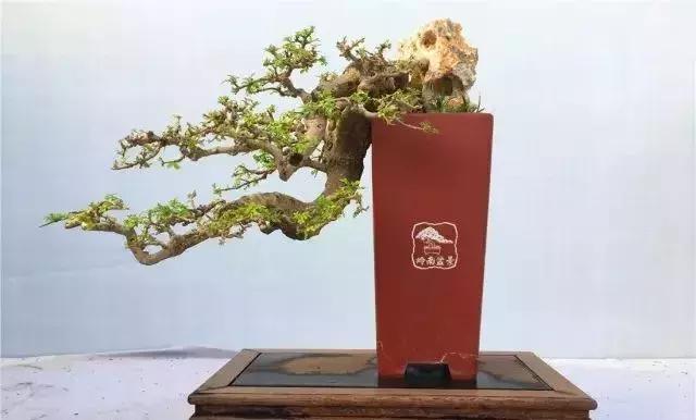 百看不厌的盆景欣赏,盆景欣赏难得一见的绝美盆景艺术