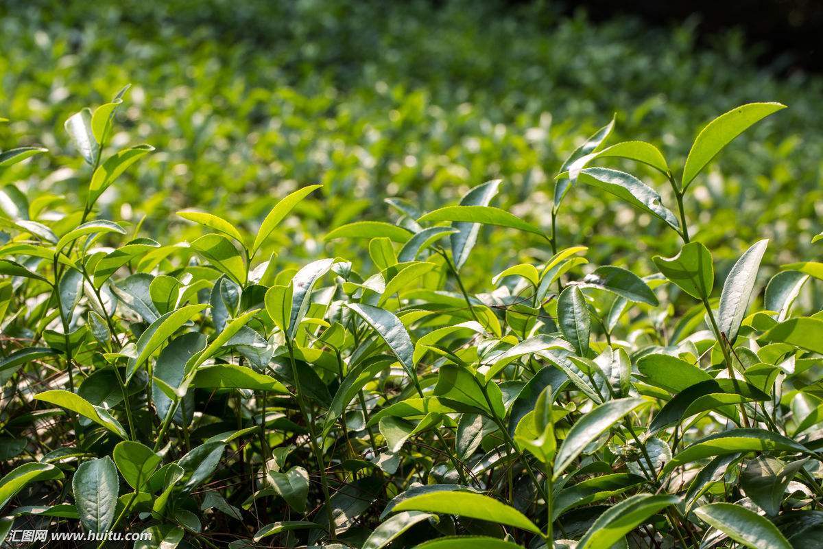 一公斤茶叶价格高达1040万元，有钱你也买不到