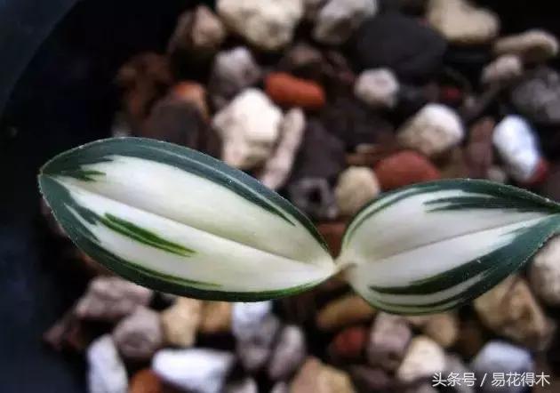 什么兰花叶子是兔耳兰,最值得推荐的寒兰兰花品种