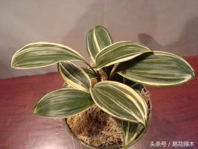 兔耳兰野生兰花什么时候开花,文山州兔耳兰展上的精品兰花