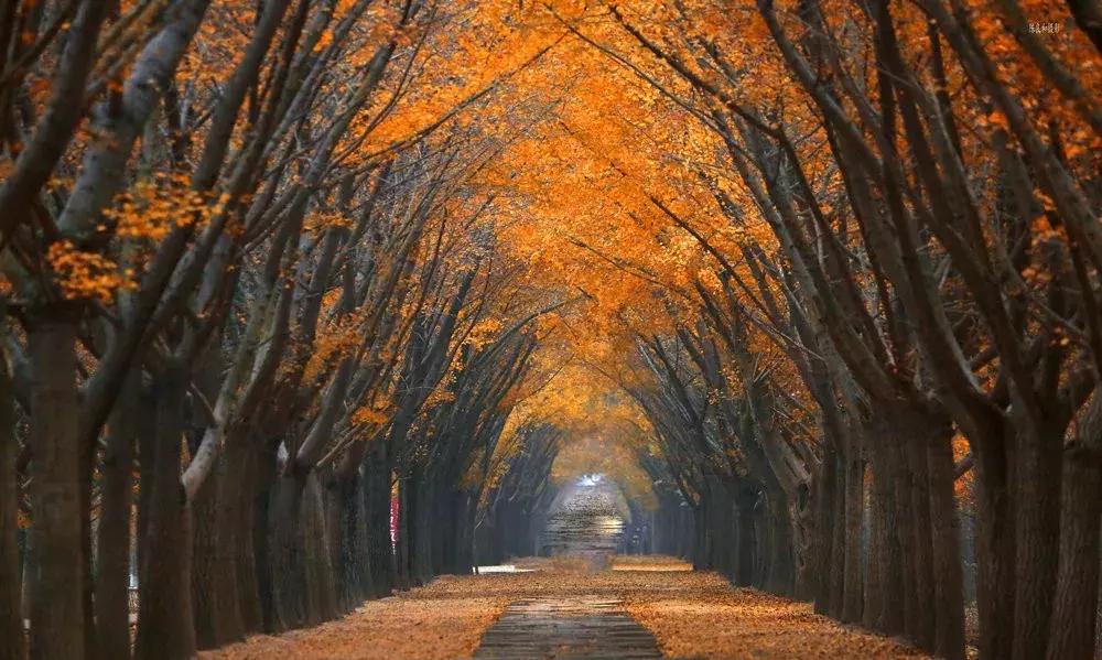 最佳银杏观赏地是哪儿,银杏观赏地点在哪里