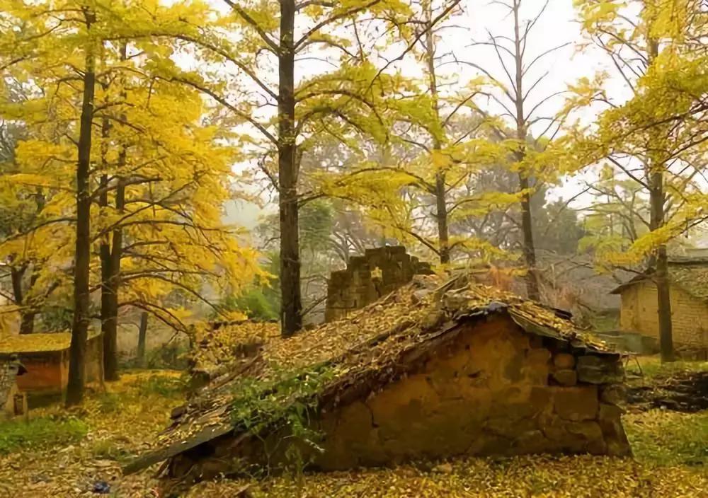 最佳银杏观赏地是哪儿,银杏观赏地点在哪里