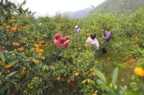 果树常用农药大全,果树常用农药