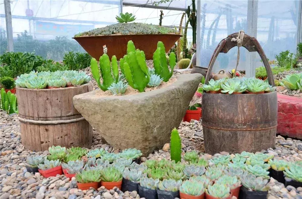 金秋十月走进花海,同心花海金秋旅游节