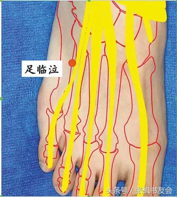 道家论述奇经八脉的书,奇经八脉与道家修炼