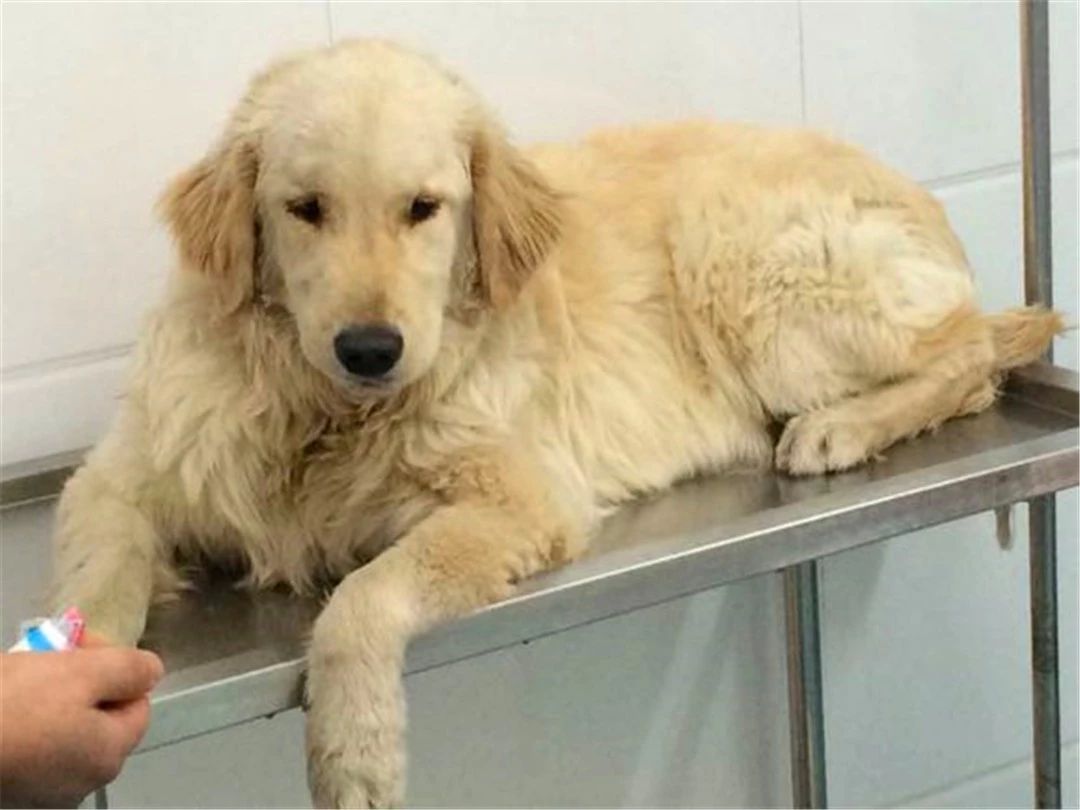 狗狗啃骨头很久,狗狗啃骨头到什么程度