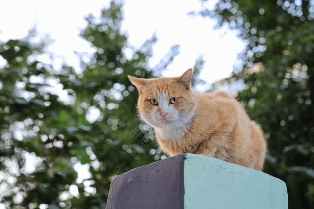 佳能专微电池续航好吗,佳能高感升级