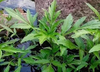 草田杂草实图及名称,地里的野菜不认识拍照片怎么查