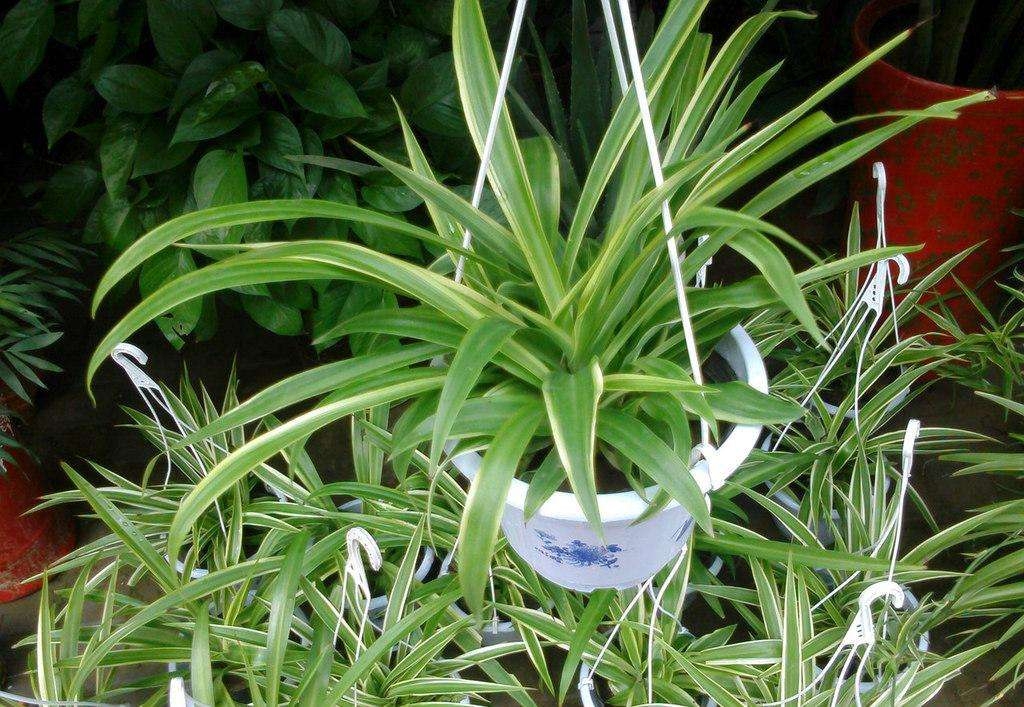 吊兰如何养不黄叶,什么办法让吊兰不黄叶