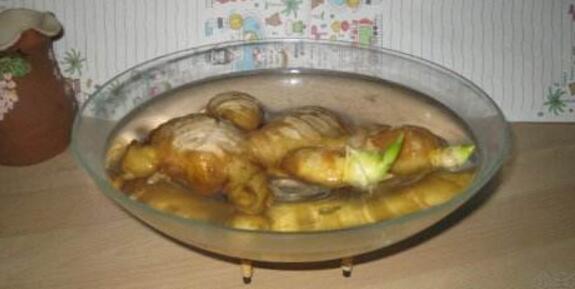 阳台生姜种植视频教程,阳台盆栽生姜种植