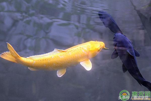 国内锦鲤最大养多大,中国锦鲤观赏价格