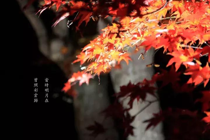 2018最流行的伴手礼,欧洲十大必买伴手礼