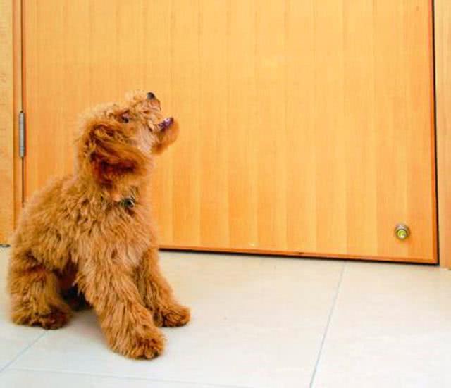 泰迪狗乱叫扰民怎么办,泰迪吵闹