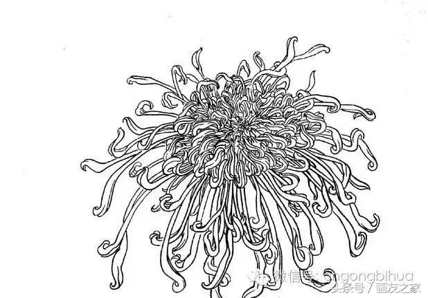 国画工笔菊花的画法视频,线描菊花画谱