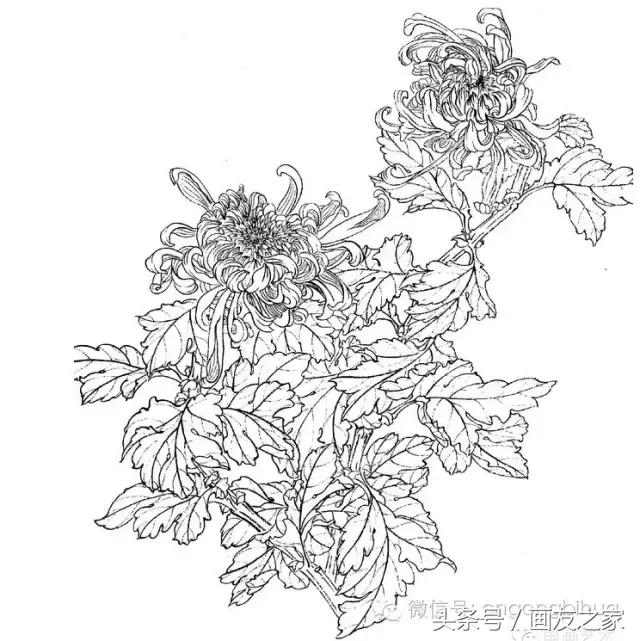国画工笔菊花的画法视频,线描菊花画谱