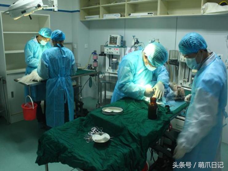 去宠物医院看病为什么这么贵,一般的宠物医院看病贵吗