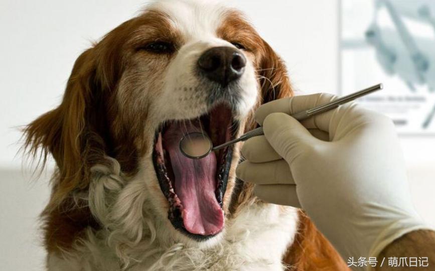 去宠物医院看病为什么这么贵,一般的宠物医院看病贵吗