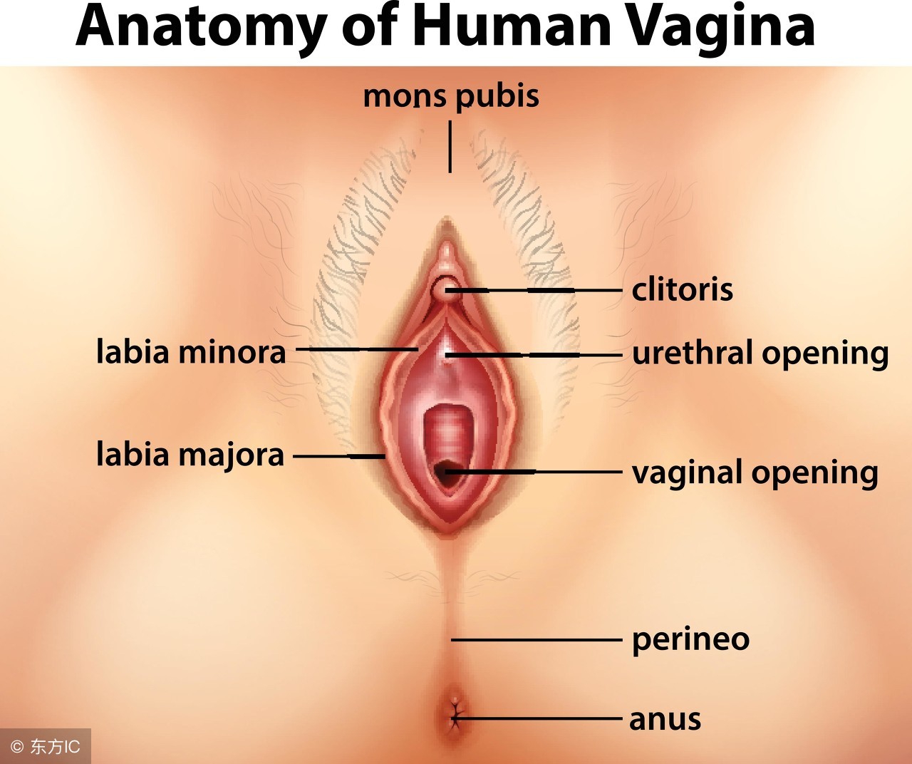 外阴瘙痒是什么原引起的？做好这四点可预防