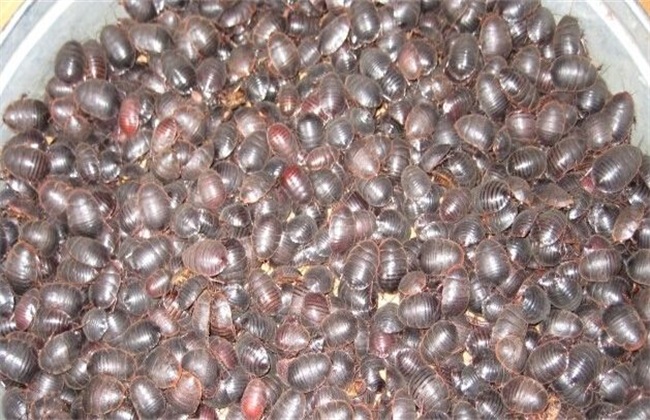 现在搞养殖养什么前景好挣钱,2018养土元赚钱吗