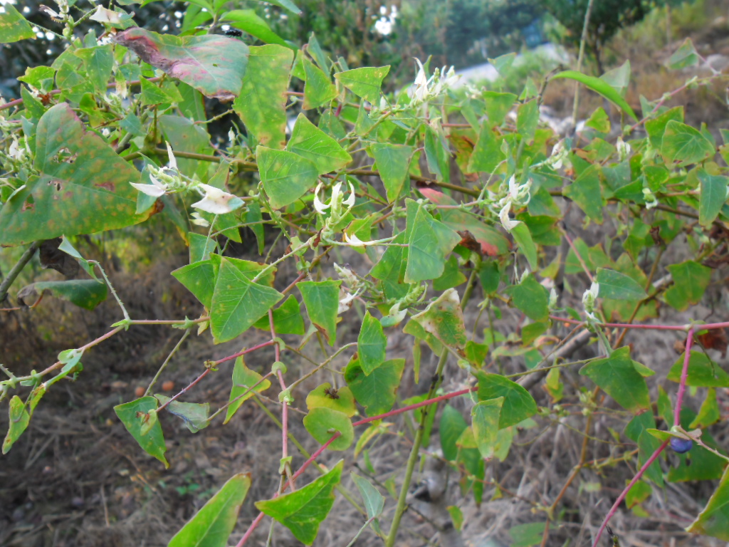 农村一种野草，果子可以吃，叶子带在身上可避蛇，人称“蛇*退倒**”