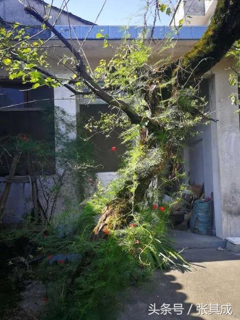 歙县中医馆,歙县国医馆