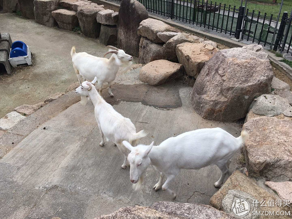 日本东京大阪神户旅游攻略,日本自由行大阪奈良京都