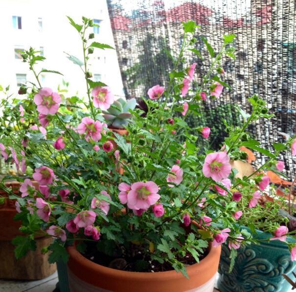 小木槿夏天怎么浇花,冬天小木槿在屋里怎么浇花