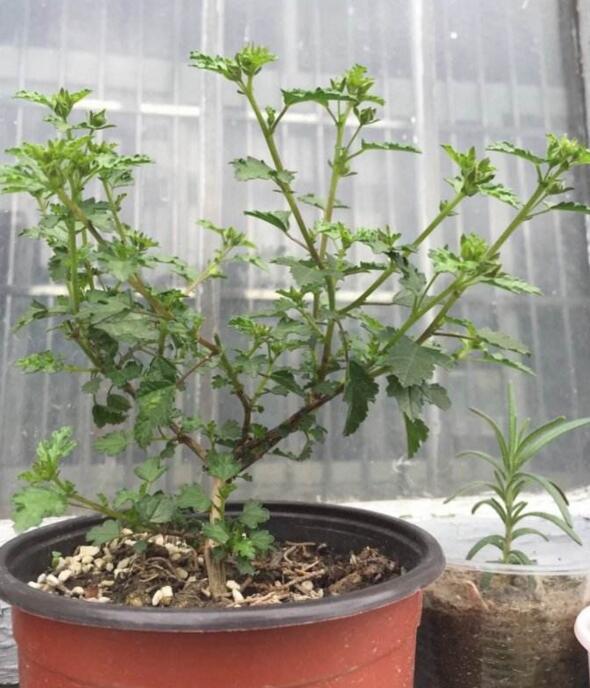 小木槿夏天怎么浇花,冬天小木槿在屋里怎么浇花