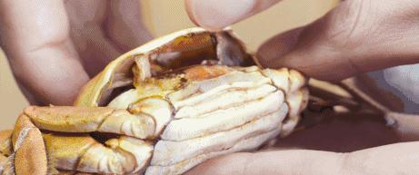 头皮发麻有虫怎么办,头皮发麻有小虫爬