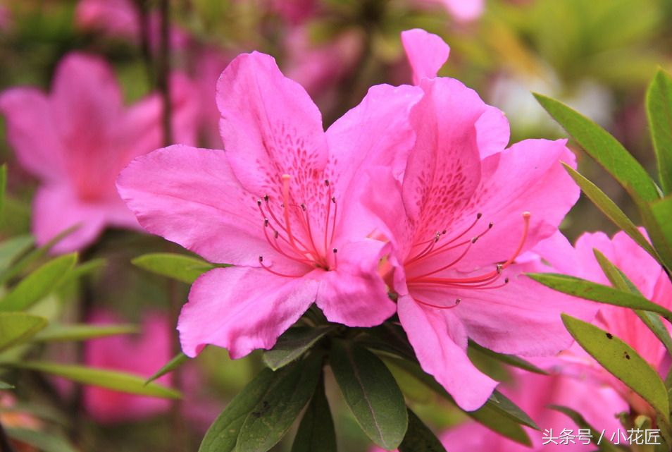 怎么正确的养殖杜鹃花,日本杜鹃花的养殖方法