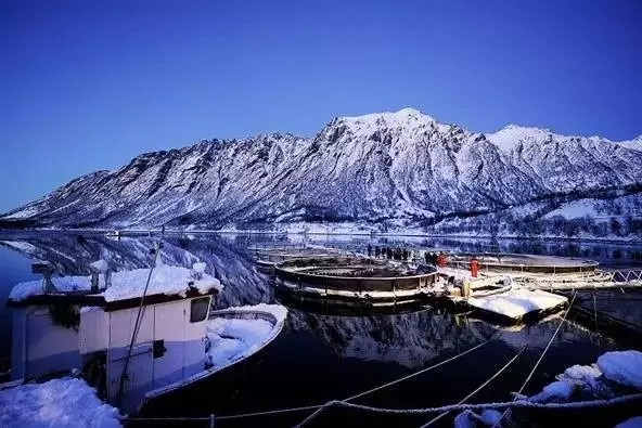 虹鳟与三文鱼最好的分辨方法,虹鳟鱼为什么不是三文鱼