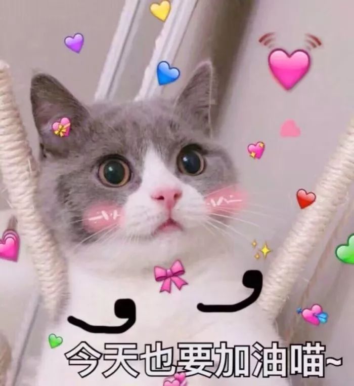 哈哈哈哈哈哈哈哈这届猫奴的智商有点高！